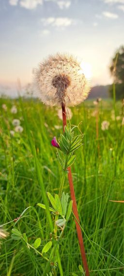 Löwenzahn mit Fluffball in einer blühenden Wiese beim Sonnenuntergang.