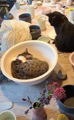 Zwei Katzen liegen auf einem Tisch mit Töpferwaren und einer Blumenvase.