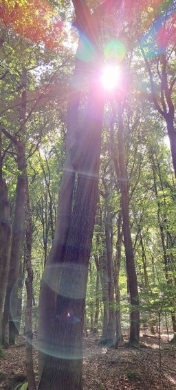 Sonnenstrahlen durch Bäume im Wald, mit leuchtenden Farben und sanften Lichtreflexen.